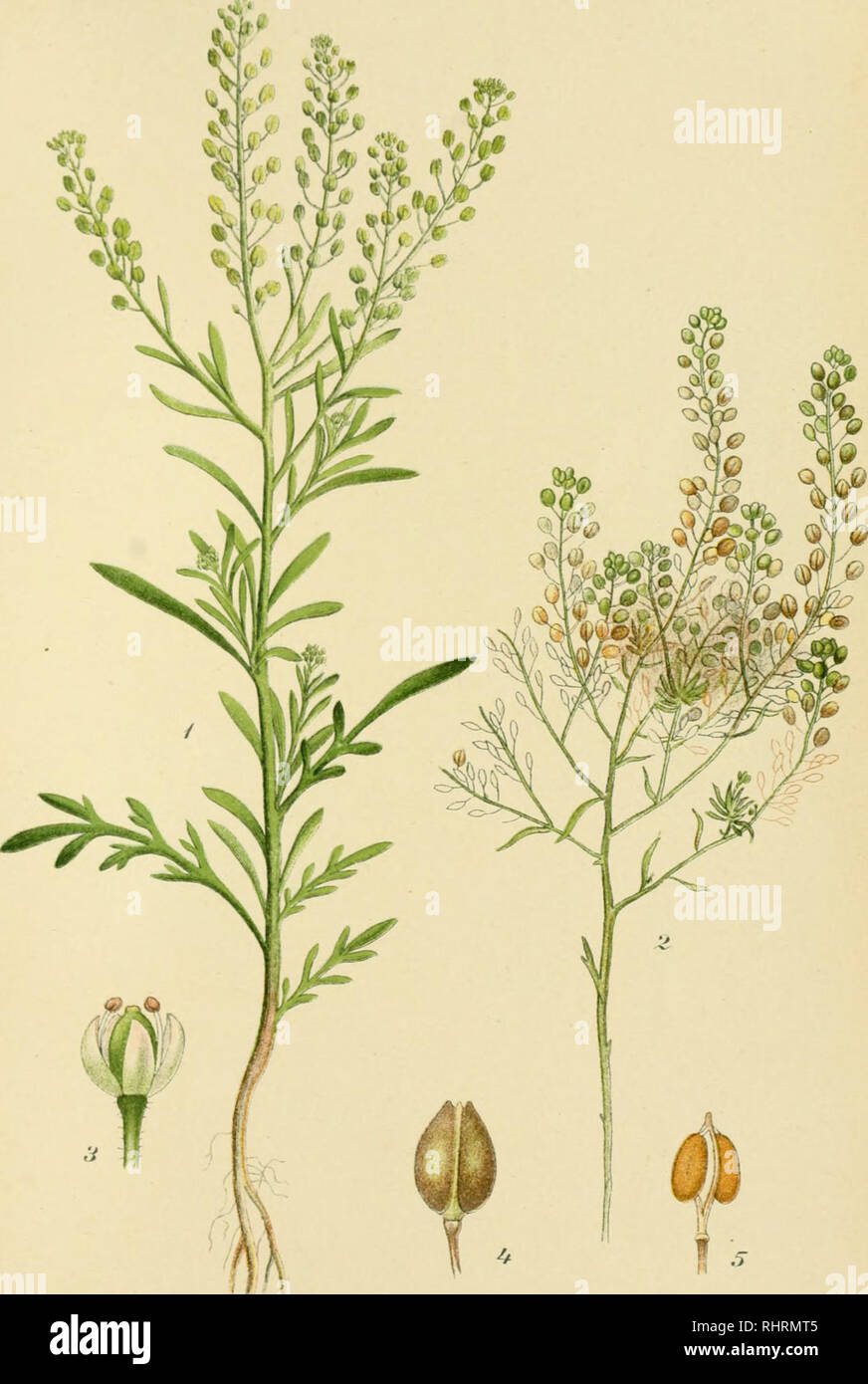 . Billeder af Nordens flora. Plants. 207. STINK-KARSE,.LEPiDiuM ruderale.. Please note that these images are extracted from scanned page images that may have been digitally enhanced for readability - coloration and appearance of these illustrations may not perfectly resemble the original work.. Lindman, C. A. M. (Carl Axel Magnus), 1856-1928. København, G. E. C. Gad Stock Photo