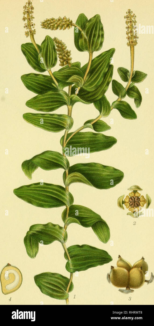 . Billeder af nordens flora. Plants; Plants; Plants. 487. HJÆRTEBLADET VANDAKS, potamogeton perfoliatus.. Please note that these images are extracted from scanned page images that may have been digitally enhanced for readability - coloration and appearance of these illustrations may not perfectly resemble the original work.. Mentz, August, 1867-1944; Ostenfeld, C. H. (Carl Hansen), 1873-1931. København, G. E. C. Gad's forlag Stock Photo