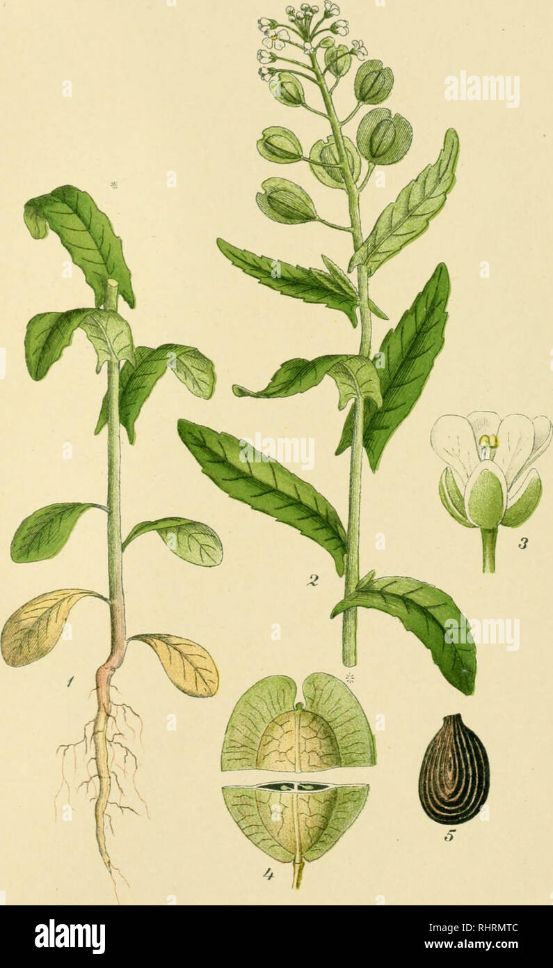 . Billeder af Nordens flora. Plants. 206.. PENGEUFvT, THLASPi arvense.. Please note that these images are extracted from scanned page images that may have been digitally enhanced for readability - coloration and appearance of these illustrations may not perfectly resemble the original work.. Lindman, C. A. M. (Carl Axel Magnus), 1856-1928. København, G. E. C. Gad Stock Photo