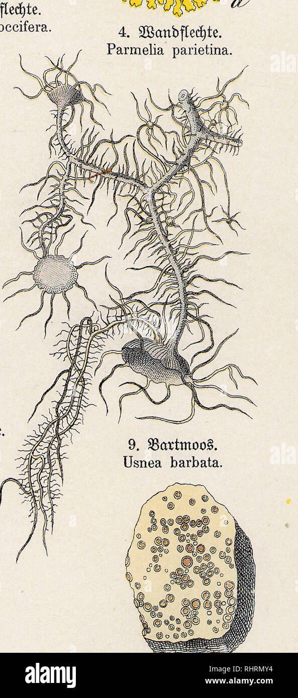 . Bilder-Atlas des Pflanzenreichs nach dem natürlichen System. Bilder-Atlas; Pflanzenreich; Botanik; Natürliches System; Pflanzen; Naturgeschichte; Systematik; Nomenklatur; Lehrmittel. 3. (Stäbcfyenalge. Diatoma floceulosum. ©tMdjenctlge. Frustalia. J£. •Mut- i V•Min / &gt; ©cfjnrimmenber Seerentang. 9. ©em. $rofd)latcI)alge. Sargassum natans. Batrachospermum moniliforme. 7. ©emetner Slajentcmg. Fucus vesiculosus.. Please note that these images are extracted from scanned page images that may have been digitally enhanced for readability - coloration and appearance of these illustrations may n Stock Photo