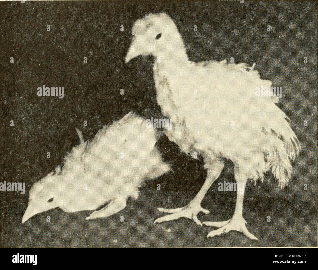 Biochemistry of plants and animals, an introduction. Biochemistry. 336 ANIMAL BIOCHEMISTRY Daily riboflavin allowances for growing swine range from mg. (50 lb. live weight) to mg. (250 lb. live Biochemistry of plants and animals, an introduction. Biochemistry. 336 ANIMAL BIOCHEMISTRY Daily riboflavin allowances for growing swine range from mg. (50 lb. live weight) to mg. (250 lb. live