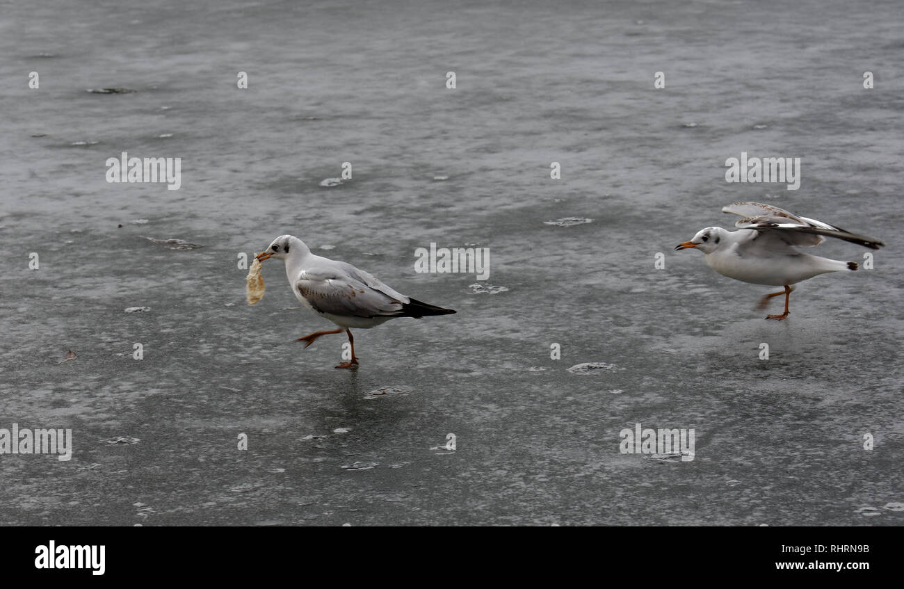 IOR park in Bucharest, Romania, after a bad spell of freezing rain Stock Photo