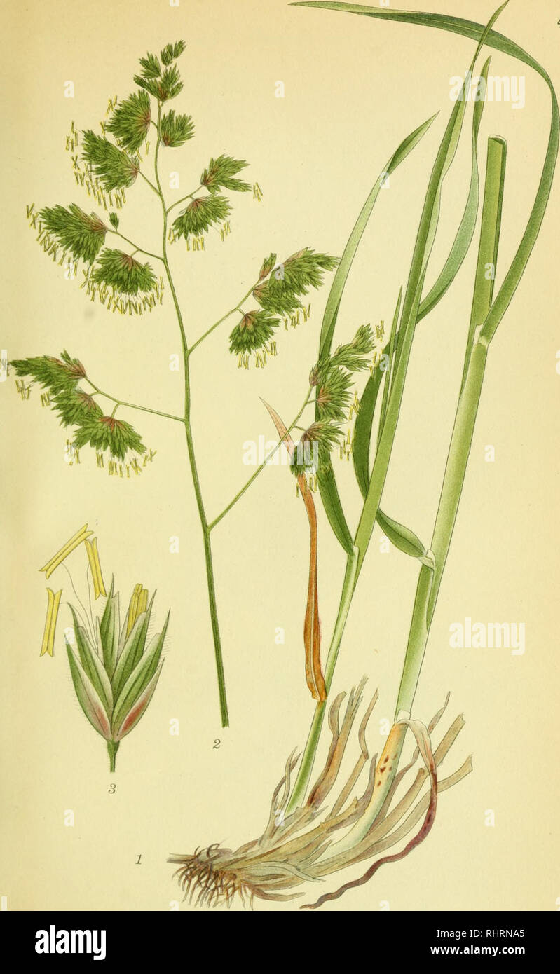 . Billeder af nordens flora. Plants; Plants; Plants. 457 HUNDEGRÆS, dactylis glomerata. A.BORT2eLLSTR A. BSTHUA&quot;.. Please note that these images are extracted from scanned page images that may have been digitally enhanced for readability - coloration and appearance of these illustrations may not perfectly resemble the original work.. Mentz, August, 1867-1944; Ostenfeld, C. H. (Carl Hansen), 1873-1931. København, G. E. C. Gad's forlag Stock Photo