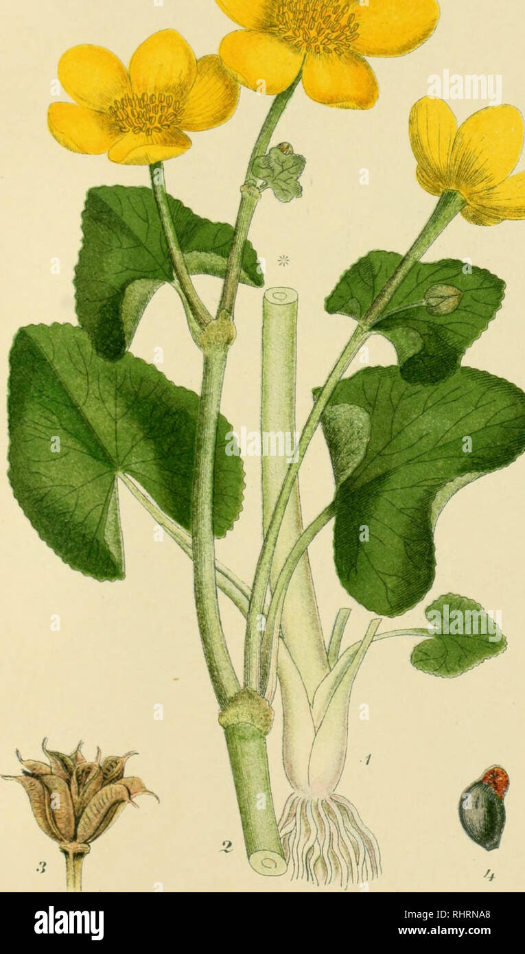 . Billeder af Nordens flora. Plants. lf rjf^. KABBELEJE, caltha palustris.. Please note that these images are extracted from scanned page images that may have been digitally enhanced for readability - coloration and appearance of these illustrations may not perfectly resemble the original work.. Lindman, C. A. M. (Carl Axel Magnus), 1856-1928. København, G. E. C. Gad Stock Photo
