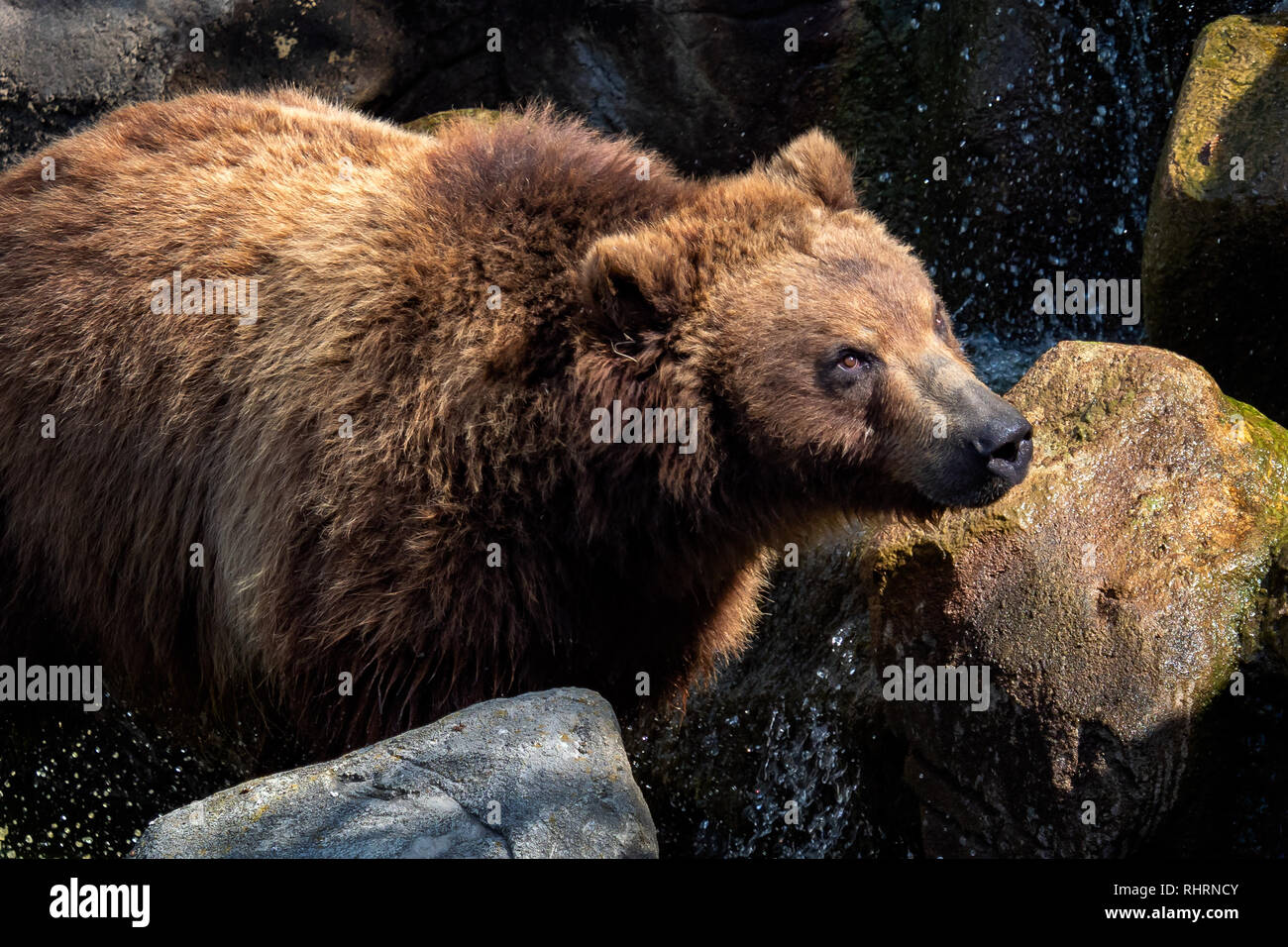 Portrait of brown bear (Ursus arctos beringianus). Kamchatka bear Stock ...