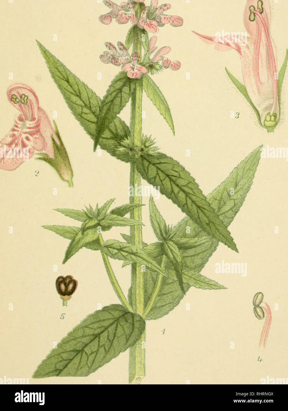 . Billeder af Nordens flora. Plants. 96. SMALBLADET GALTETAND, stachys palustris.. Please note that these images are extracted from scanned page images that may have been digitally enhanced for readability - coloration and appearance of these illustrations may not perfectly resemble the original work.. Lindman, C. A. M. (Carl Axel Magnus), 1856-1928. København, G. E. C. Gad Stock Photo