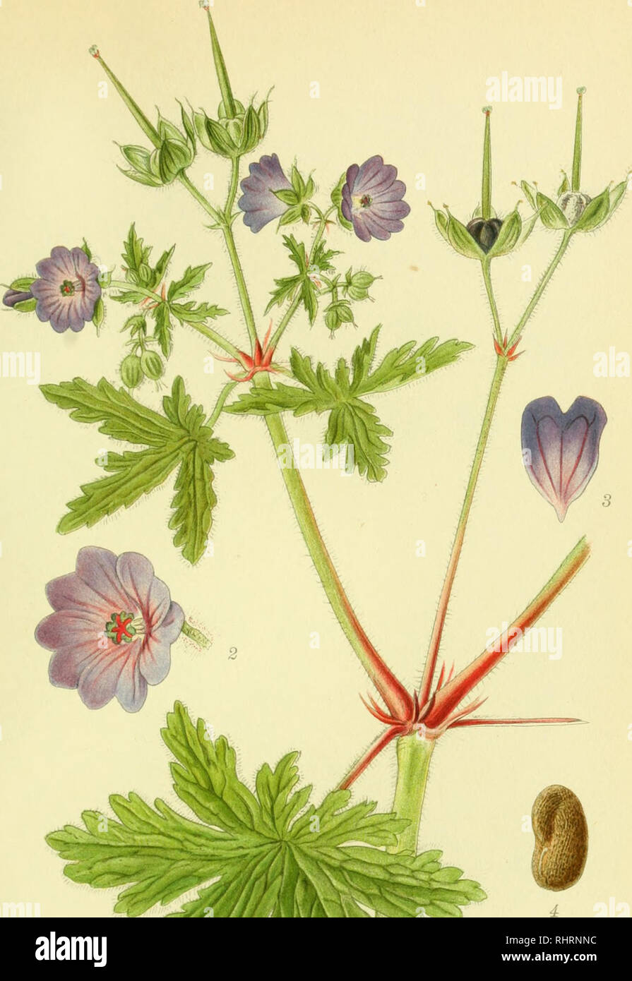 . Billeder af nordens flora. Plants; Plants; Plants. 601. m BRAATE-STORKENÆB, geranium bohemicum, VAR. DEPREHF. NSUM. Please note that these images are extracted from scanned page images that may have been digitally enhanced for readability - coloration and appearance of these illustrations may not perfectly resemble the original work.. Mentz, August, 1867-1944; Ostenfeld, C. H. (Carl Hansen), 1873-1931. København, G. E. C. Gad's forlag Stock Photo