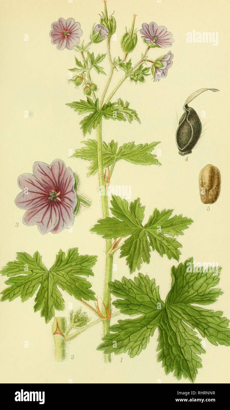 . Billeder af nordens flora. Plants; Plants; Plants. 600. BRAATE-STORKENÆB, GERANIUM bohemicum ^.BORTZELLS TR. A. B. STHL!J.. Please note that these images are extracted from scanned page images that may have been digitally enhanced for readability - coloration and appearance of these illustrations may not perfectly resemble the original work.. Mentz, August, 1867-1944; Ostenfeld, C. H. (Carl Hansen), 1873-1931. København, G. E. C. Gad's forlag Stock Photo
