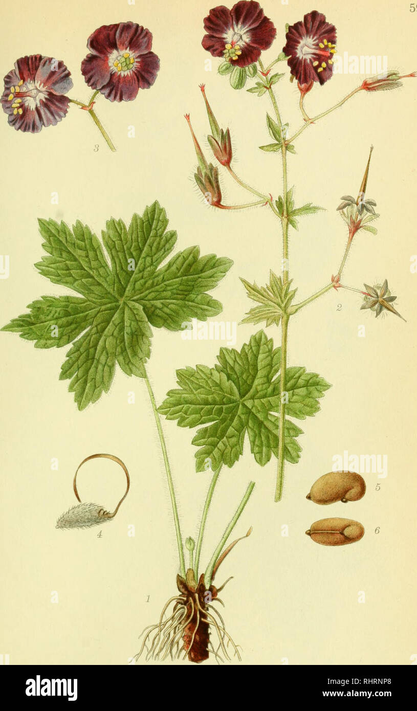 . Billeder af nordens flora. Plants; Plants; Plants. 599 BØLGET STORKENÆB, geranium phæui. Please note that these images are extracted from scanned page images that may have been digitally enhanced for readability - coloration and appearance of these illustrations may not perfectly resemble the original work.. Mentz, August, 1867-1944; Ostenfeld, C. H. (Carl Hansen), 1873-1931. København, G. E. C. Gad's forlag Stock Photo
