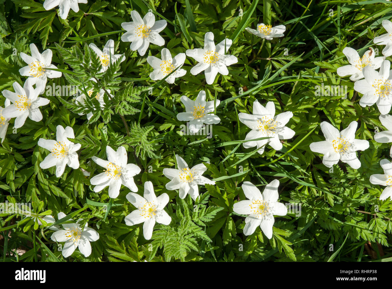 Pretty white flowers growing naturally in the sunshine of the wood