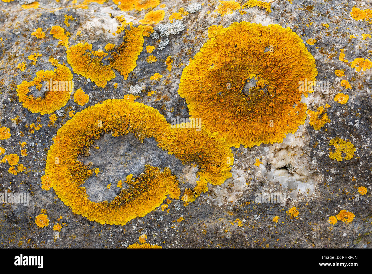 Maritime Sunburst Lichen, or Yellow Sunburst Lichen, Xanthoria parietina, on coastal rock, Severn Beach, South Gloucestershire, UK Stock Photo
