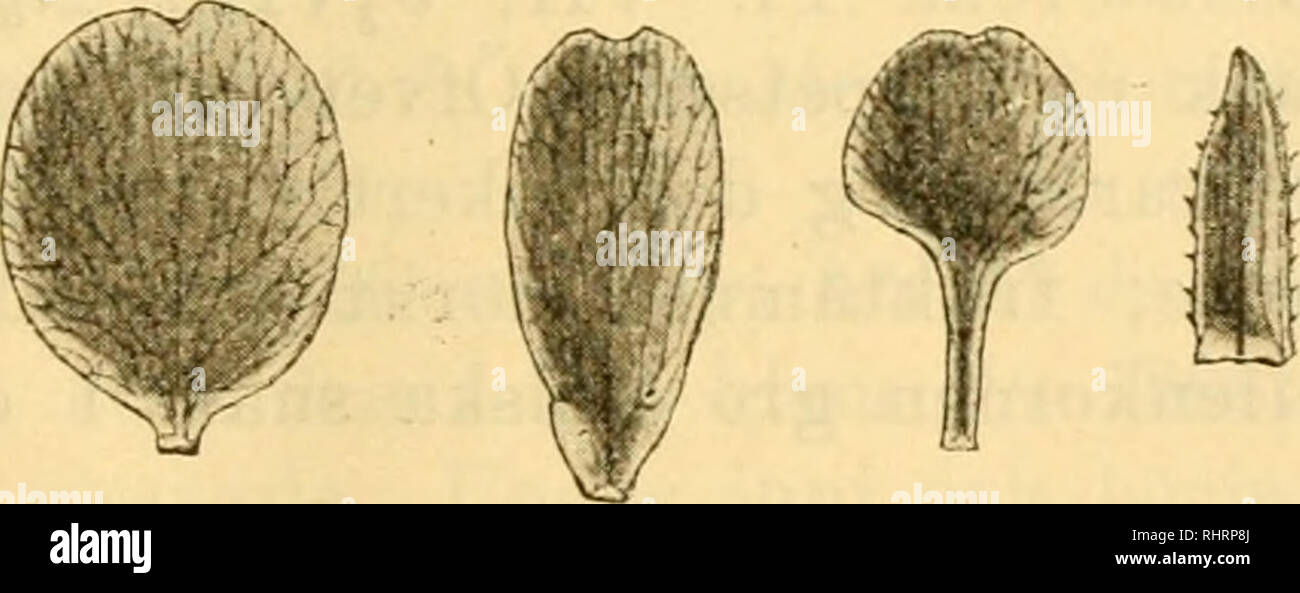 . Bihang till Kongl. Svenska vetenskaps-akademiens handlingar. Science; Botany. Fig. ti. Blomma af Dryas oc- topetala f. unguiculata, Vi-. a b c d e Fig. 7. Dryas octopetala. a och b kronblad af hufvndformen a från Van Mijen bay, b från stånd, som växte tillsamman med f. ungtiiculata; c kronblad, e foderblad af den senare; d foderblad af hufvudformen. Samtliga figurer Vi- Saxifraga^ hieraciifolia Wäldst, et KiT. Belsund. I Van Keulen bay flerstädes, såsom nord- sidans mellersta dal (ett individ 6,f. cm. högt, blommande), ^ I Busgens lista öfver de af Kukenthal vid Whales point på Stans Forelan Stock Photo