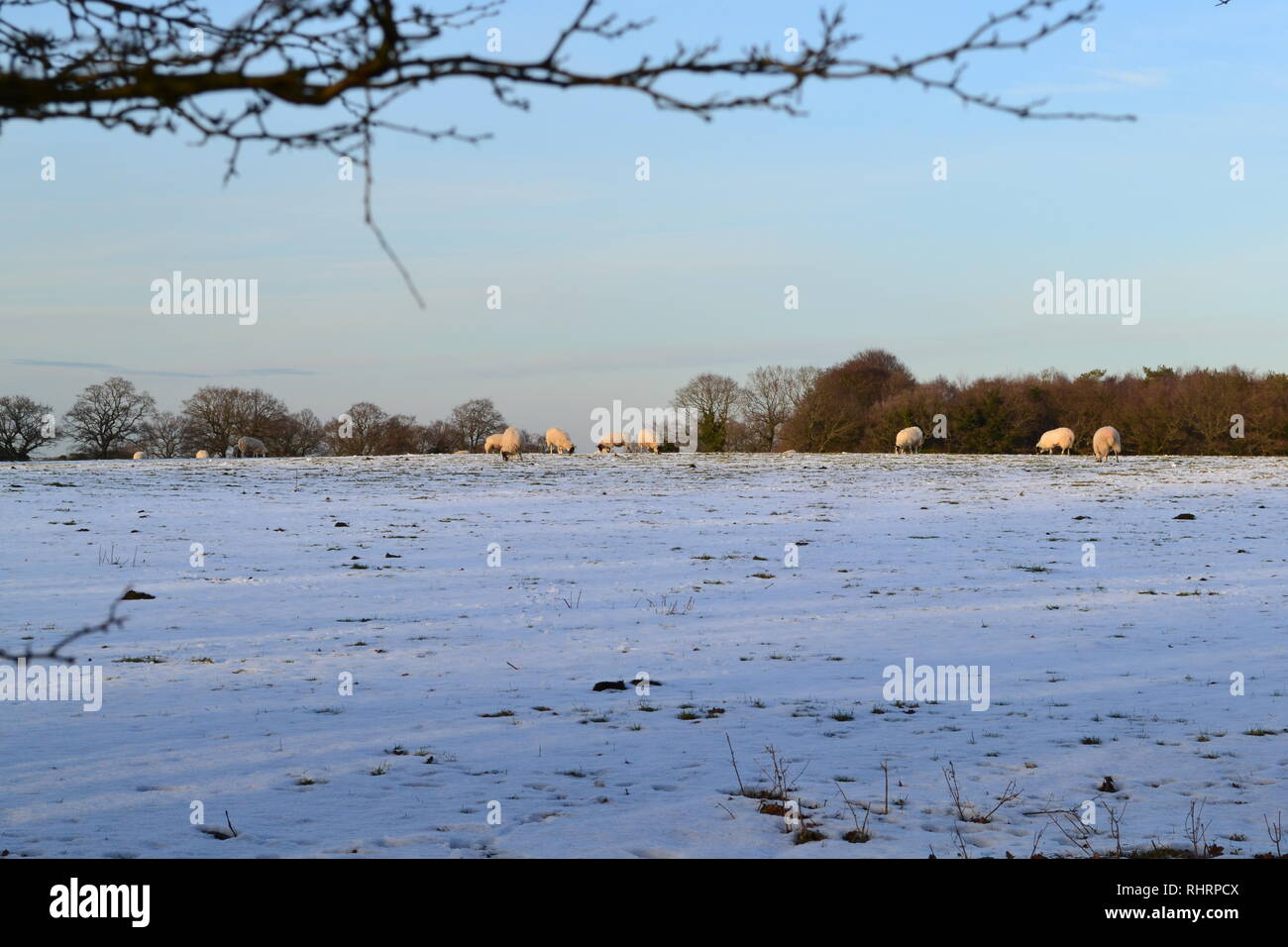 Beautiful soft winter light falls on sheep grazing in fields high in the North Downs, on the summit of Fackenden Down, Shoreham, Kent, England Stock Photo