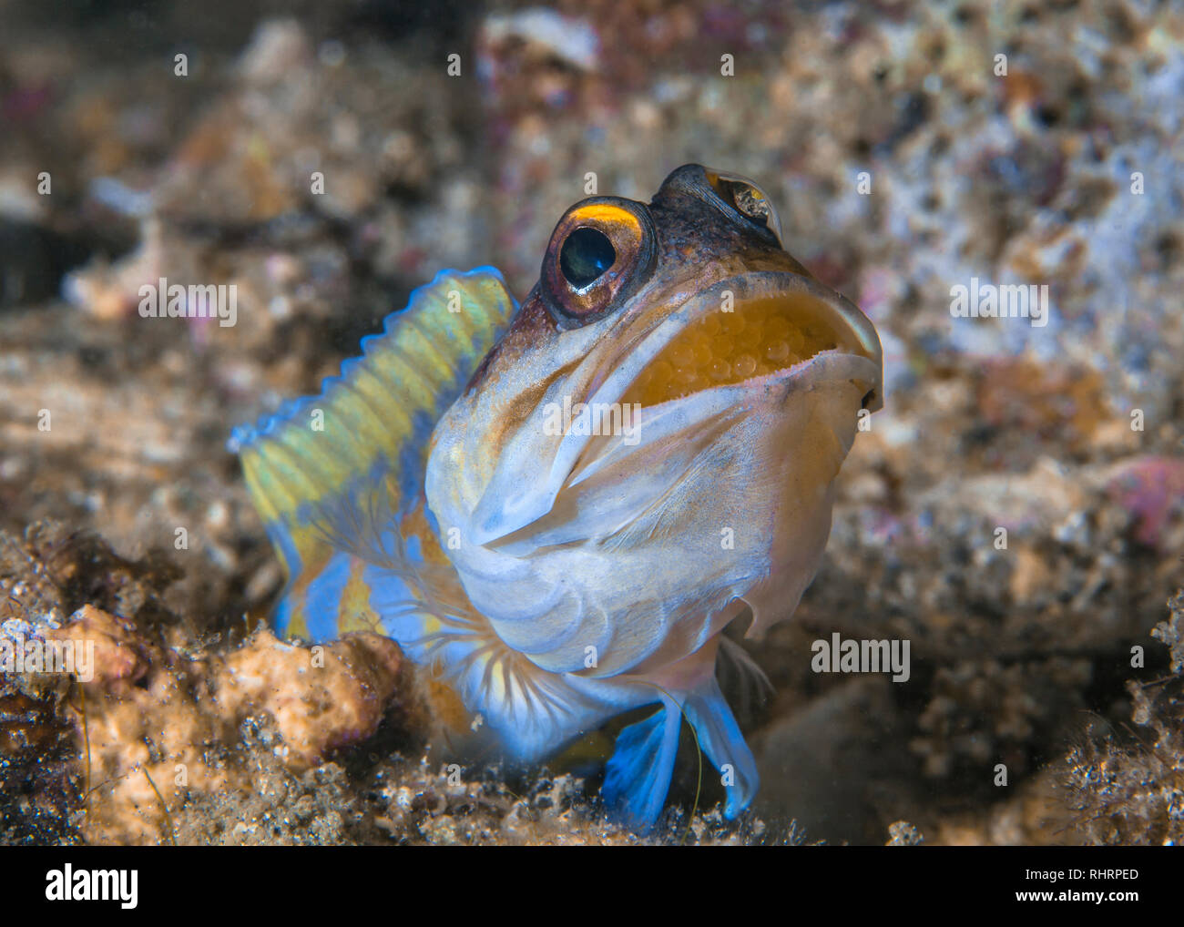 Yellowheaded Jawfish (Opistognathus aurifrons) inncubating eggs in its mouth emerges from burrow. Lembeh Straits, Indonesia Stock Photo