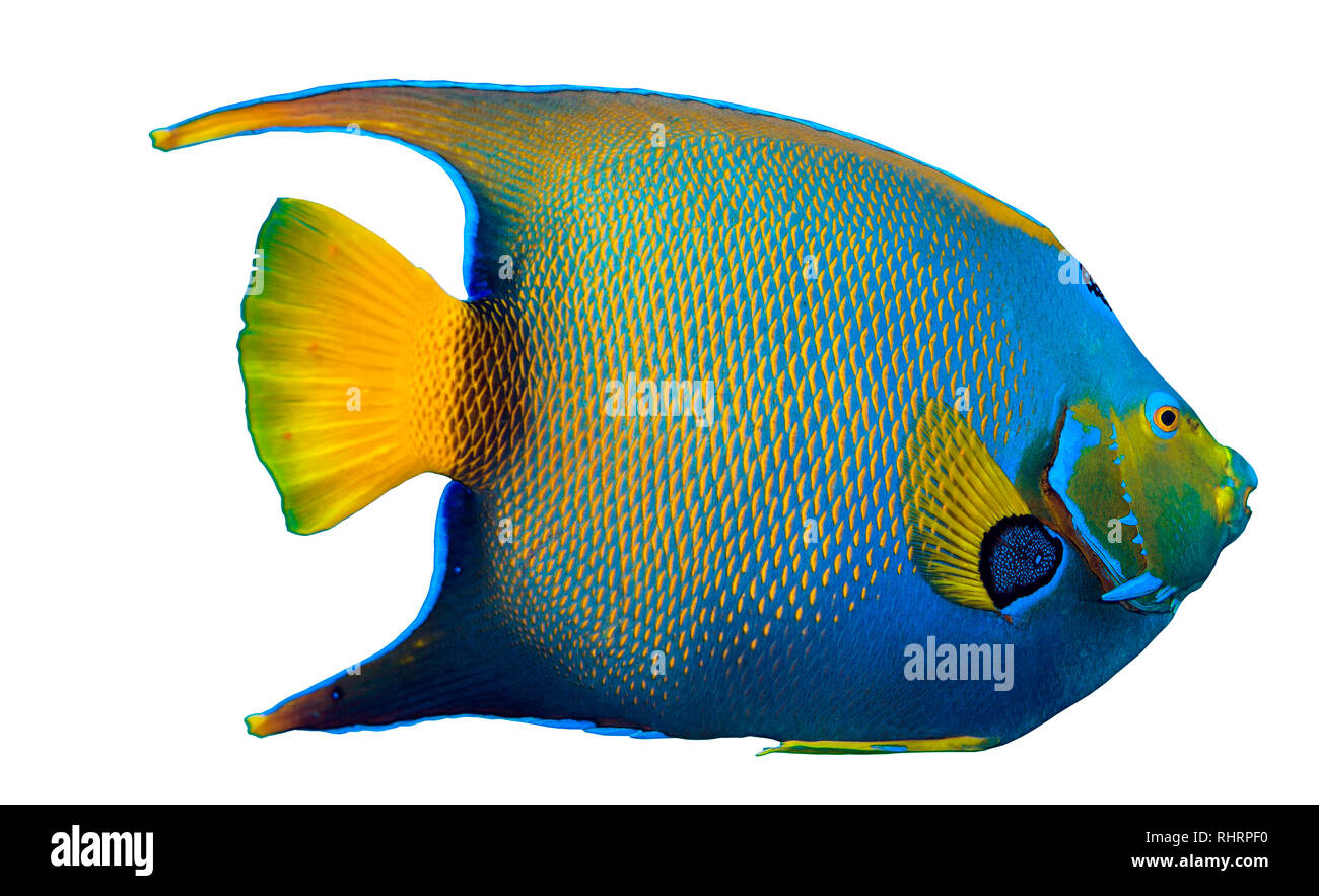 Close up image of queen angelfish on white background Stock Photo