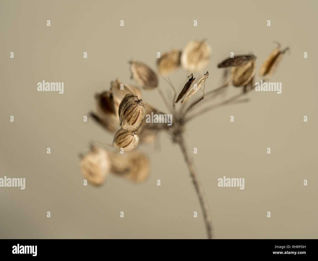 A close up macro detail of Cow parsley seed head in autumn in UK Stock