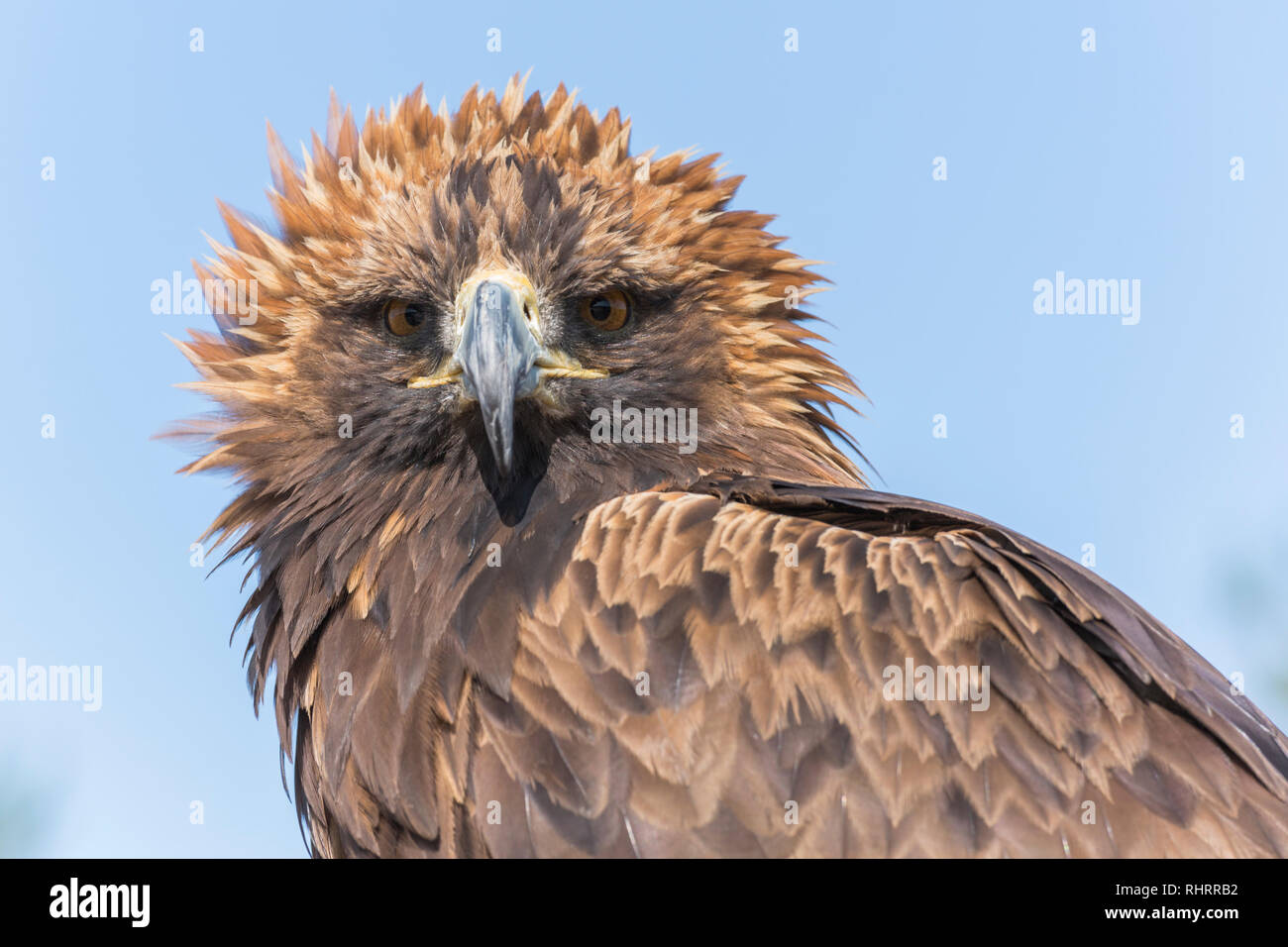 Portrait of a Mongolian eagle. Tov province, Mongolia. Stock Photo