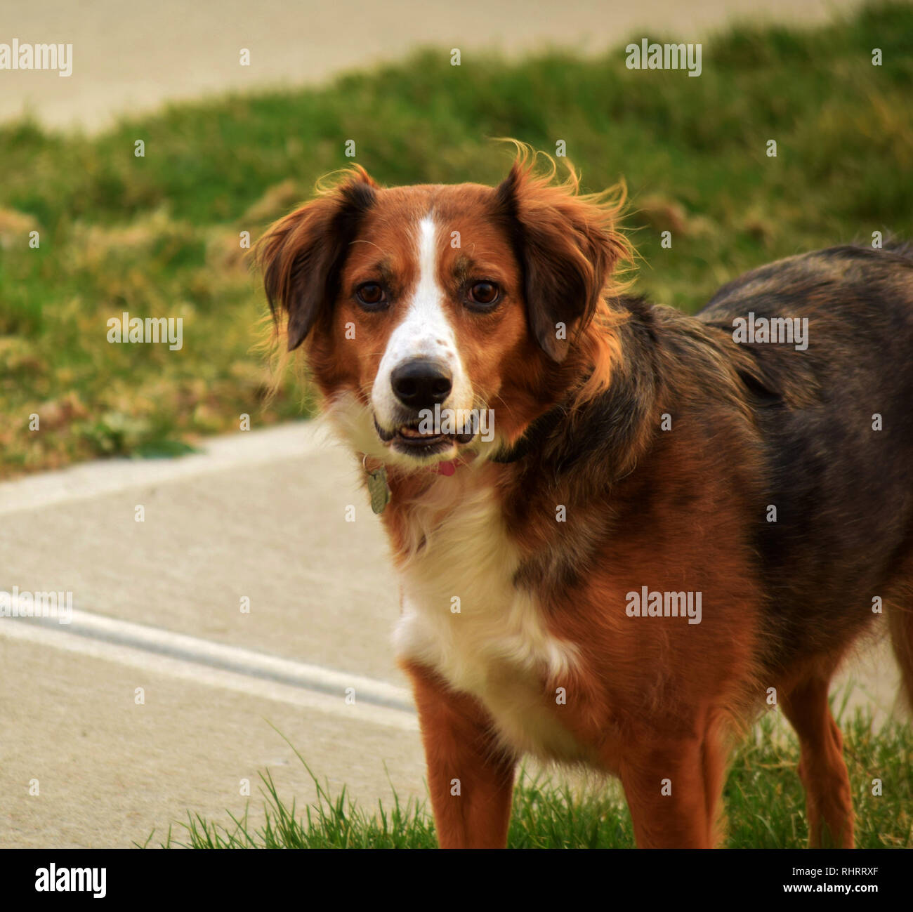 Mixed Australian Shepherd Dog High Resolution Stock Photography And Images Alamy
