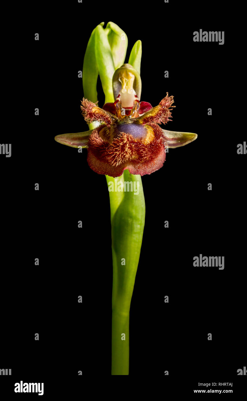 Ophrys speculum or mirror orchid. Isolated over black background Stock Photo
