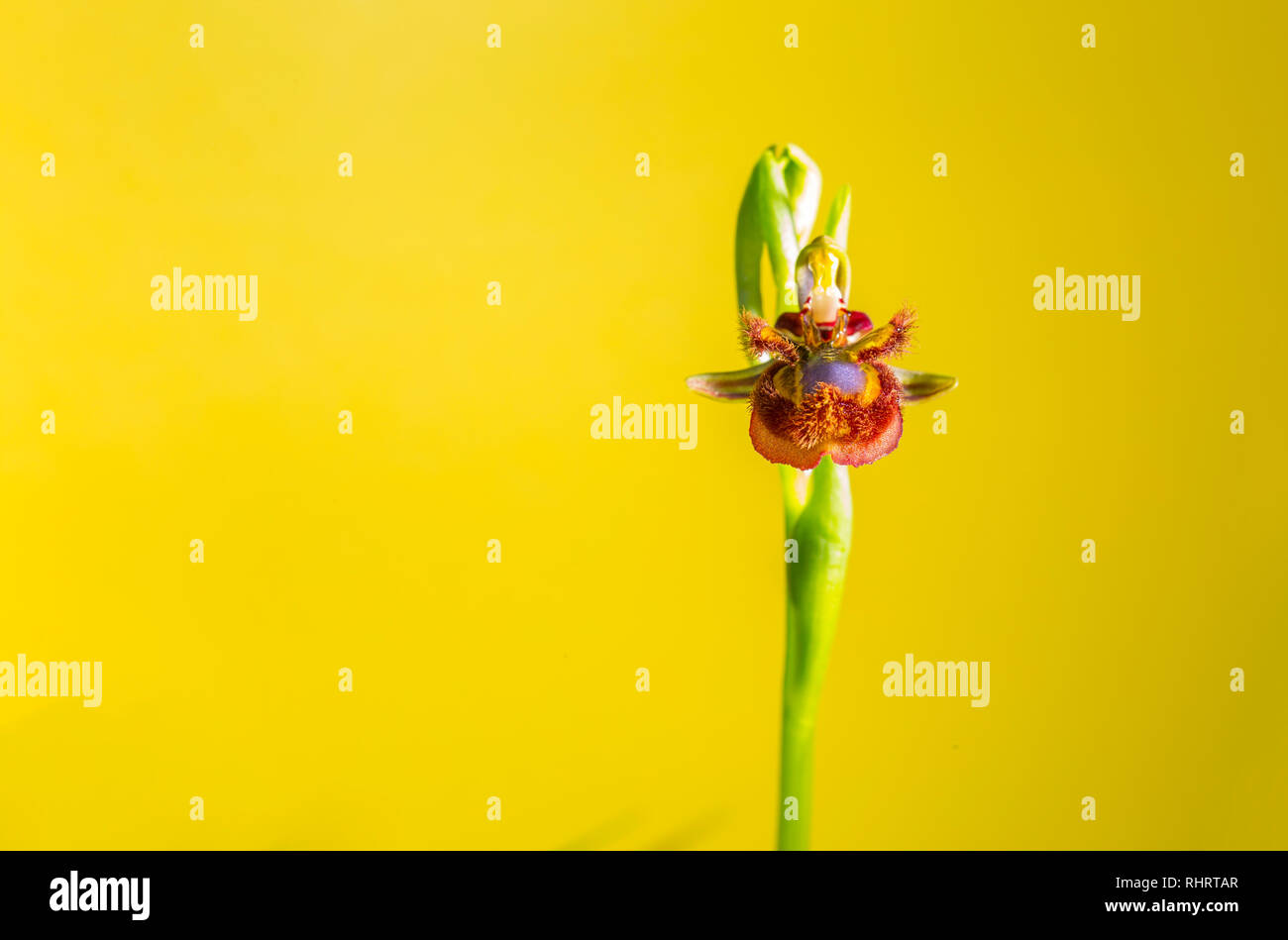 Ophrys speculum or mirror orchid. Isolated over yellow background Stock Photo