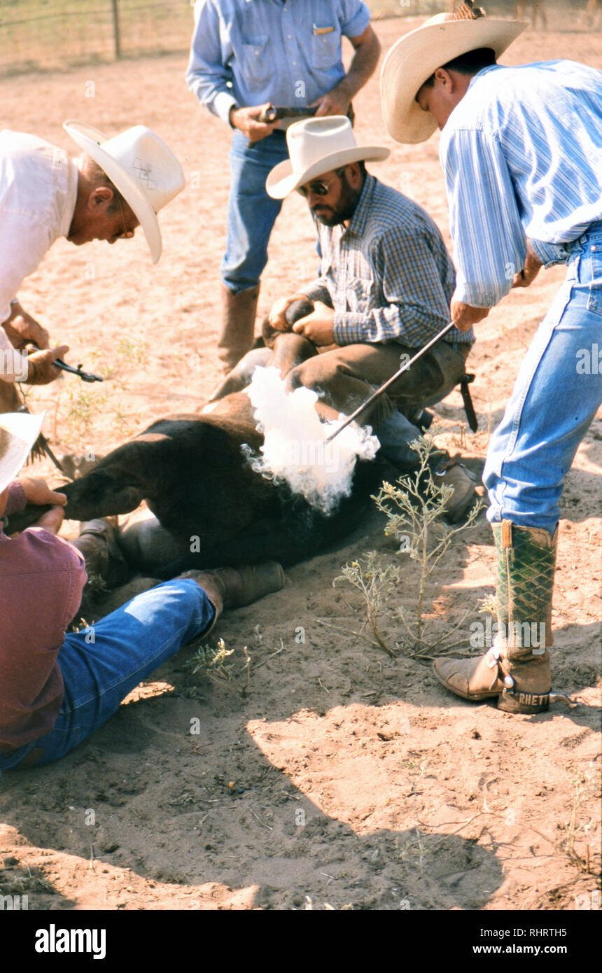 An authentic Texas cowboy using a branding iron to brand a calf in 1998. Stock Photo