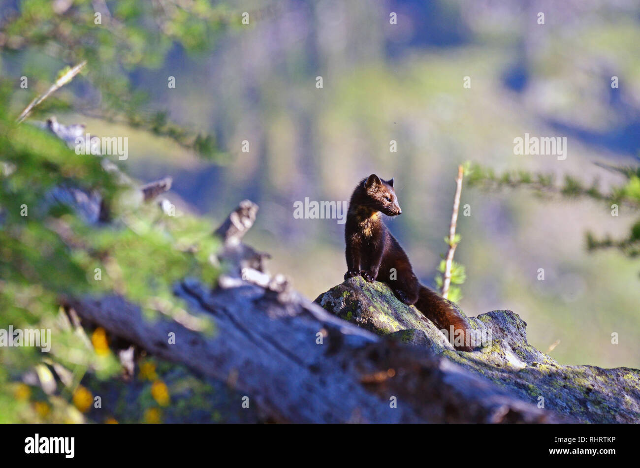 American Marten in a alpine larch talus slope habitat in the Northwest Peak Scenic Area