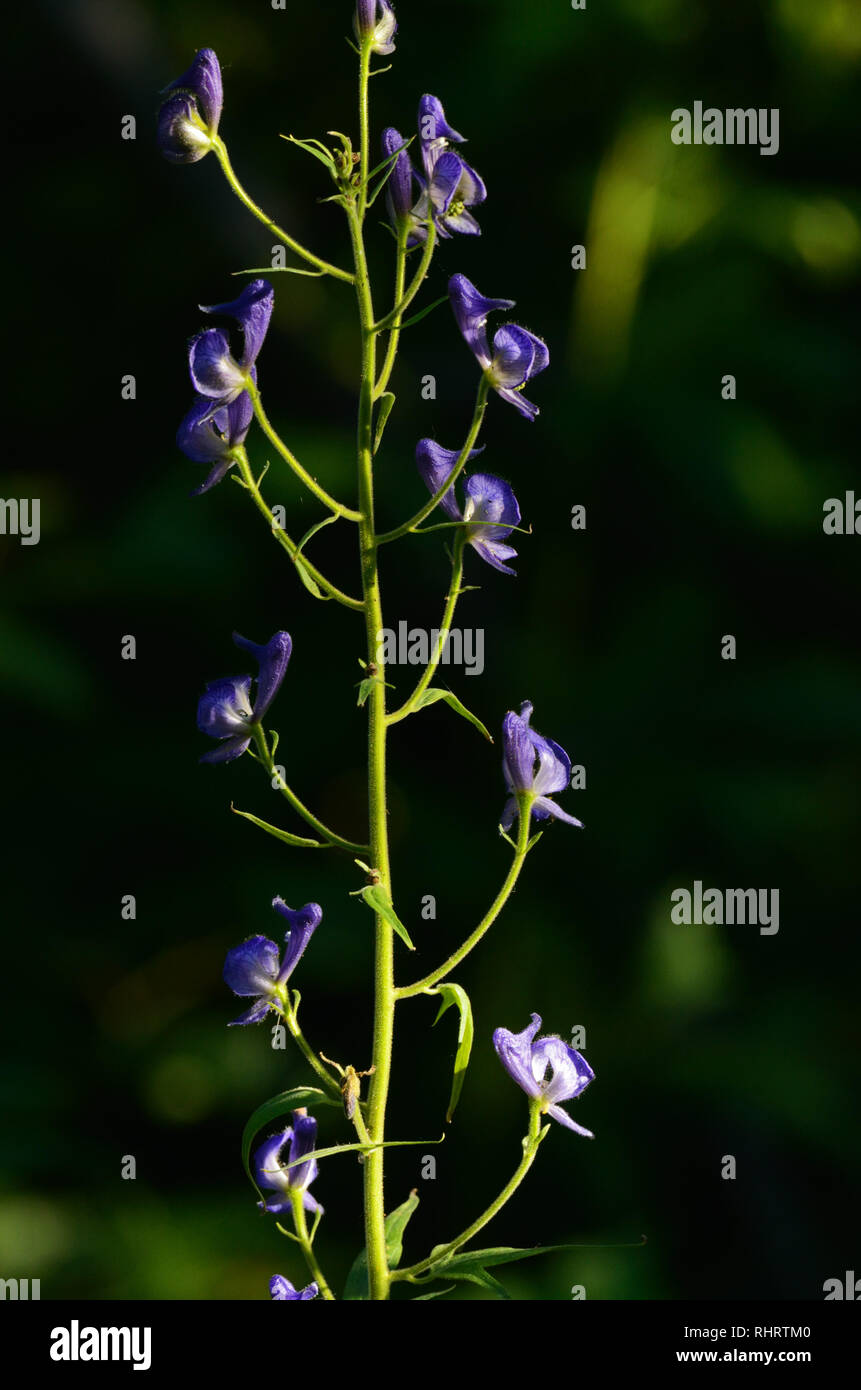 Western monkshood in a mixed conifer forest in summer. Yaak Valley in ...