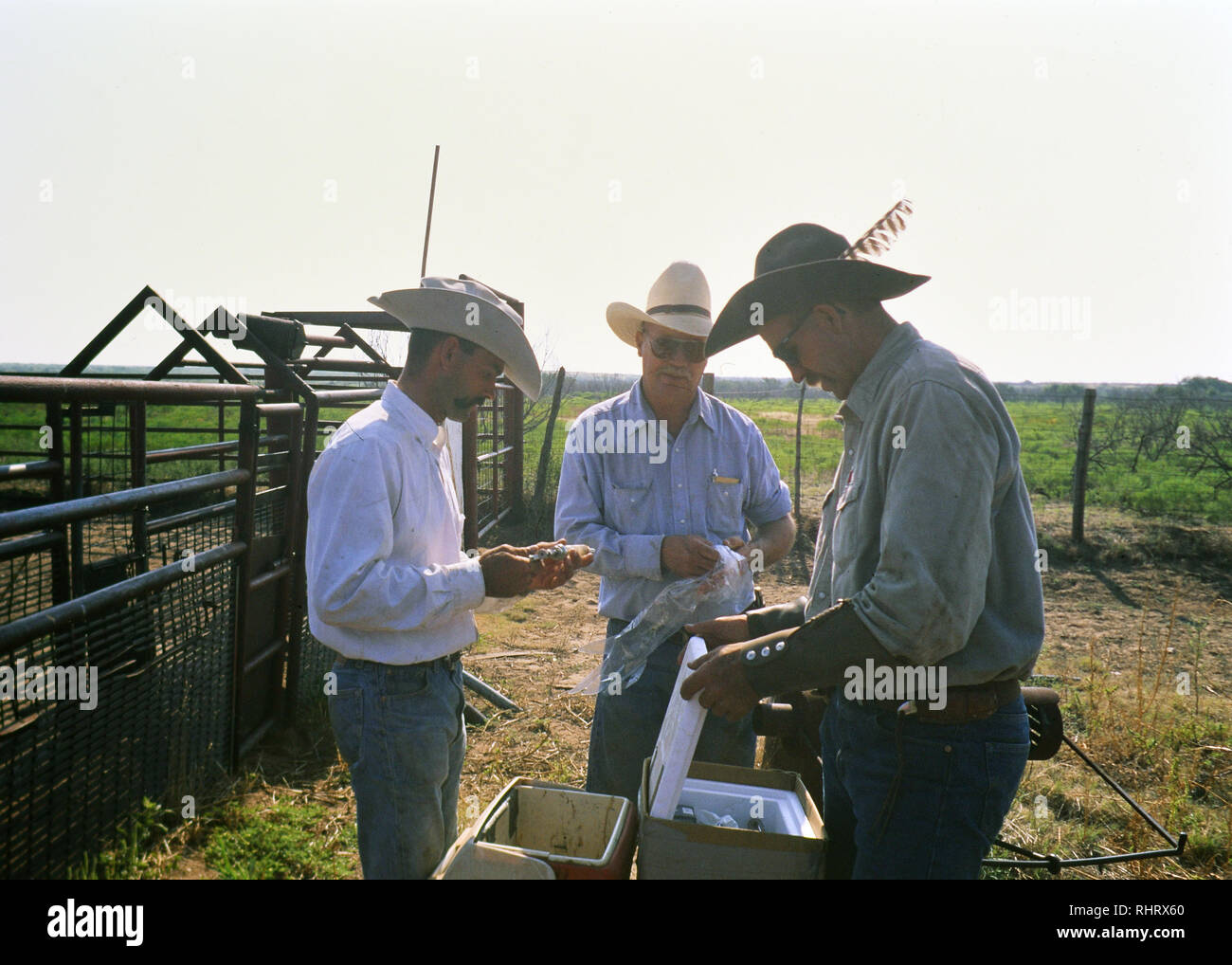 Working cowboys on a ranch in the Texas Panhandle at the cattle scales