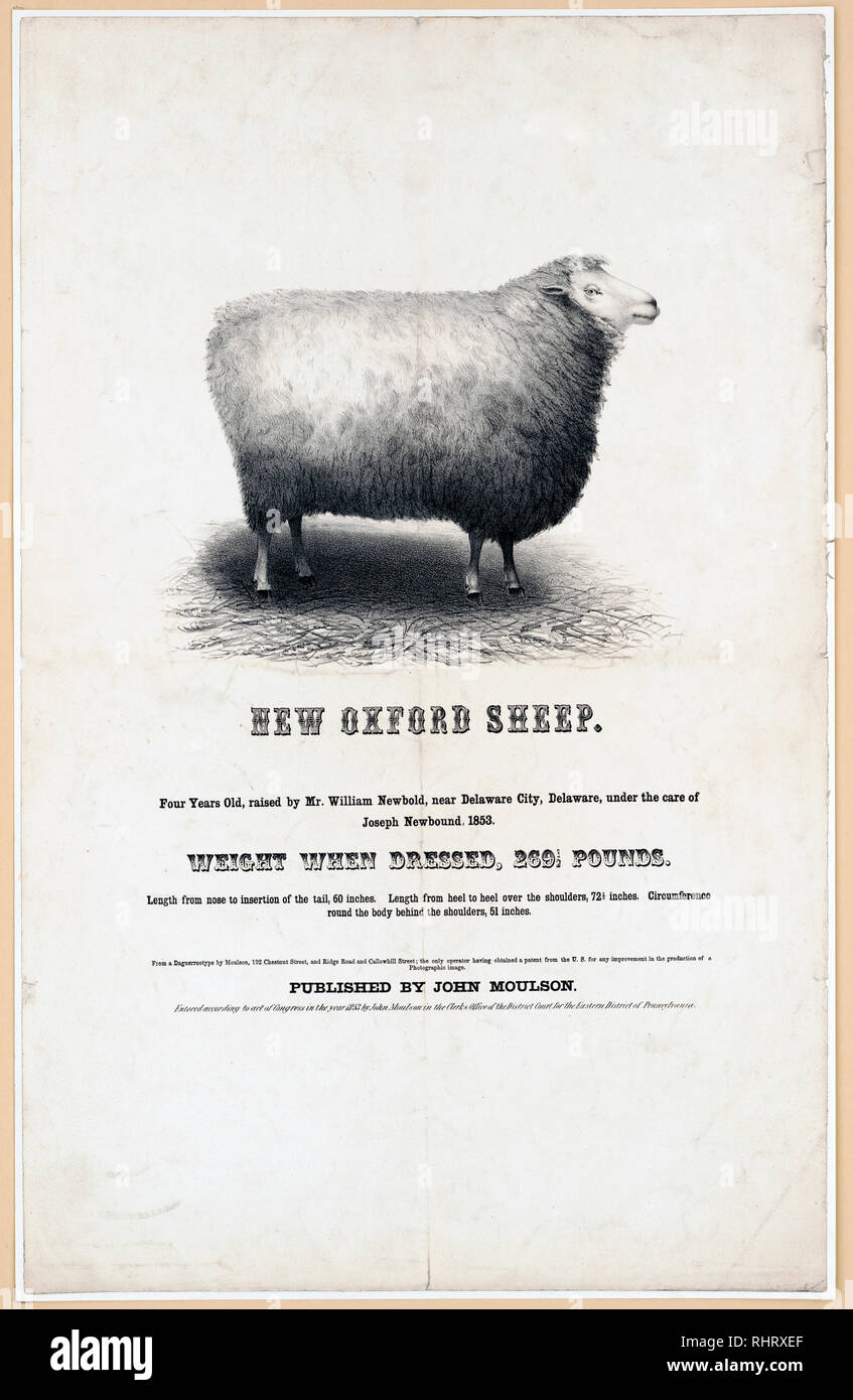 Print shows a sheep, right profile, standing, 'four years old, raised by Mr. William Newbold, near Delaware City, Delaware, under the care of Joseph Newbound, 1853. Weight when dressed, 269 1/2 pounds. Length from nose to insertion of the tail, 60 inches. Length from heel to heel over the shoulders, 72 1/2 inches. Circumference round the body behind the shoulders, 51 inches.' Stock Photo
