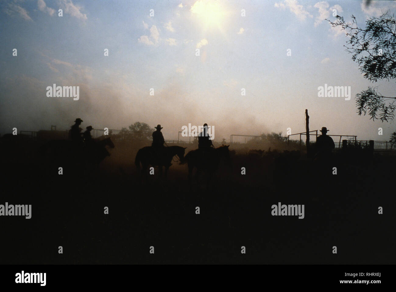 Real cowboy riding horse cattle hi-res stock photography and images - Alamy