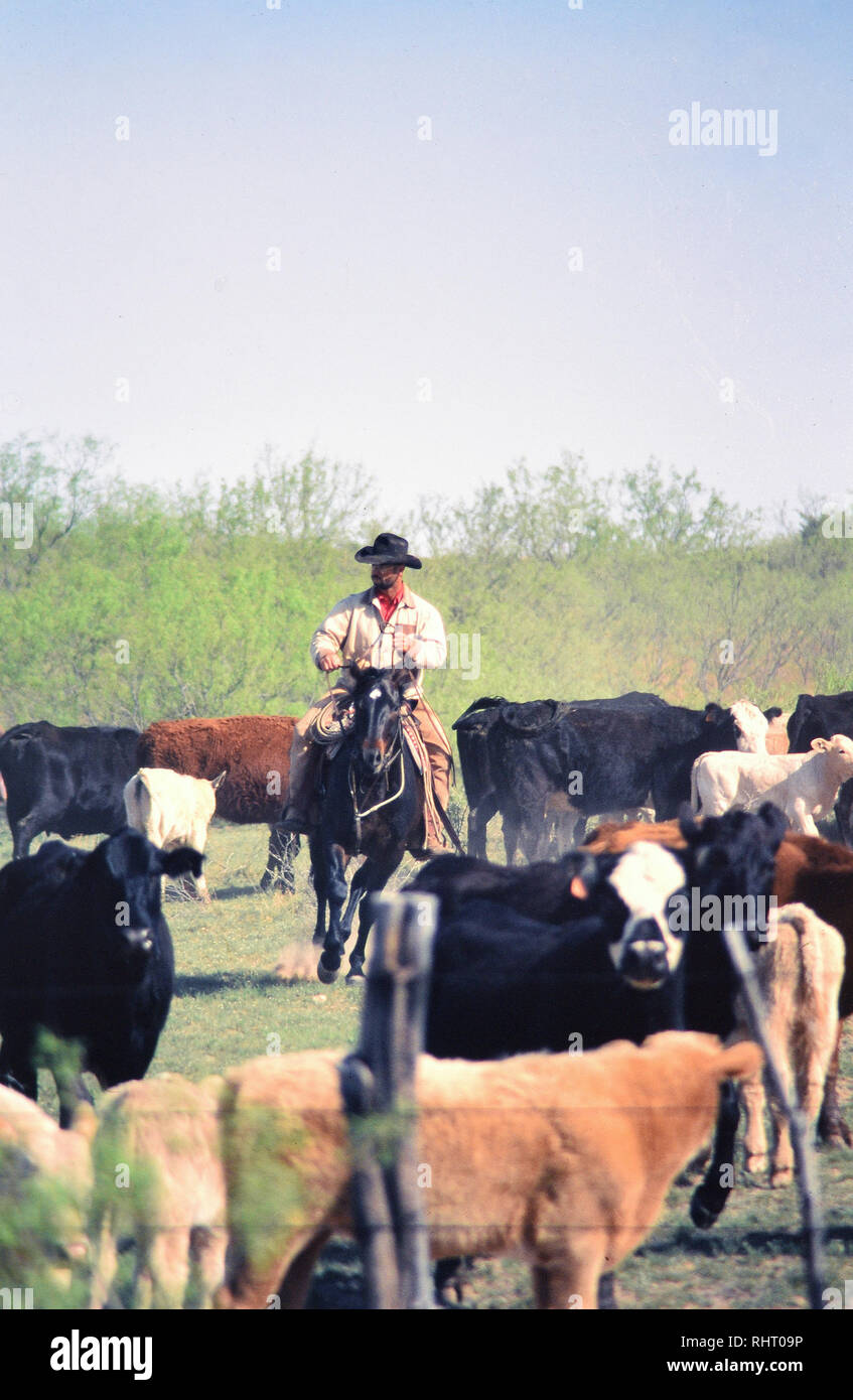 Real cowboy riding horse cattle hi-res stock photography and images - Alamy