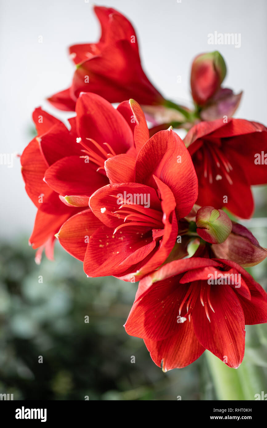 Close up of a red amaryllis. Amaryllis flowers in Glass vase. Flower shop concept, Wallpaper Stock Photo