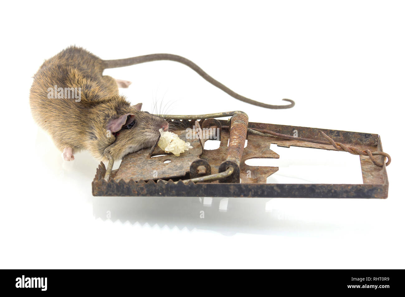 https://c8.alamy.com/comp/RHT0R9/the-mouse-in-a-mousetrap-it-is-isolated-on-a-white-background-RHT0R9.jpg