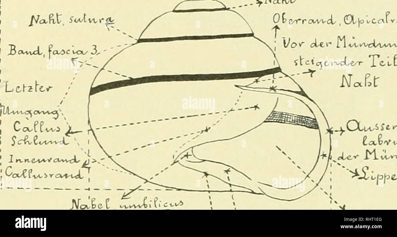 . Über die Bastarde von Helix Hortensis Müller und Helix Nemoralis L. : eine Untersuchung zur experimentellen Vererbungslehre. Gastropoda; Helix hortensis; Cepaea nemoralis. 5 berührt, so ist das Gehäuse undurchbohrt, ohne Nabelkanal, ohne offenen Nabel. Wenn dagegen die axiale Wand des Gehäuses bei fortschreitender Bildung der Umgänge sich mehr und mehr von der idealen Achse des Gehäuses entfernt, so entsteht ein Achsenkanal (Nabelkanal); das Gehäuse ist durchbohrt. Der Nabelkanal öffnet sich am unteren Ende der Achse nach außen; dieses Loch ist der offene Nabel. Der offene Nabel wird bei man Stock Photo