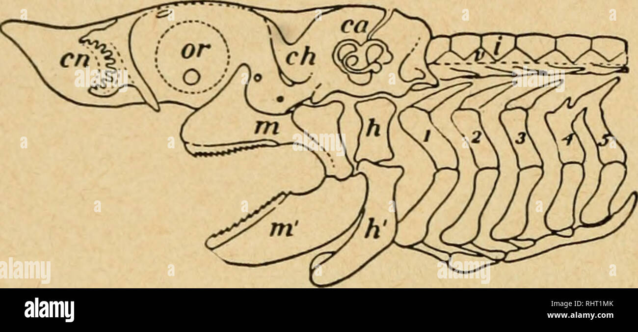 . Bensley's Practical anatomy of the rabbit : an elementary laboratory ...