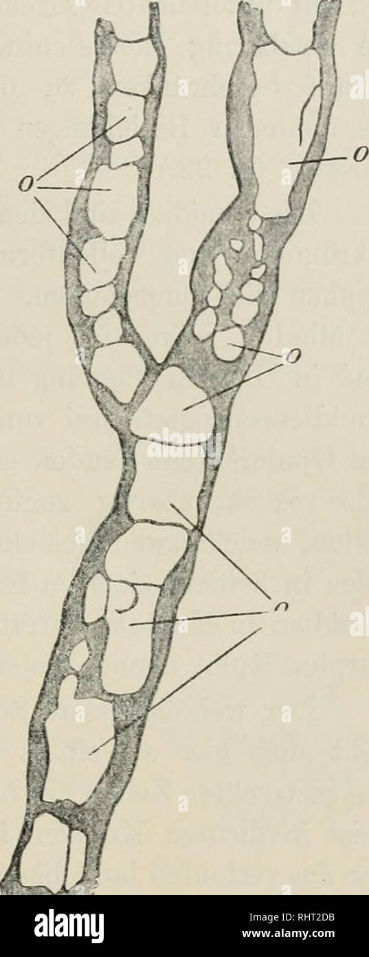 . Beitrge zur wissenschaftlichen Botanik. Plants. Beiträge zur Anatomie der Krustenflecliten. 181 kandiert. Auffallend war das gänzliche Fehlen von Sphäroid- zellen, das Ol kommt lediglich in typischen Olhyphen von sehr beträchtlichen Dimensionen zur Ablagerung, welche dafür in umso grösserer Zahl und sogar schon in der Nähe der Gonidien auftreten. Aus dem Vorstehenden ergibt sich, dass auch bei der in Rede stehenden Flechte von ausgeprägt endolithischer Lebensweise der Auf- l)au unseren bisherigen Ermitte- lungen entspricht, insljesondere in ßücksicht auf die überaus dürftige Entwicklung der  Stock Photo