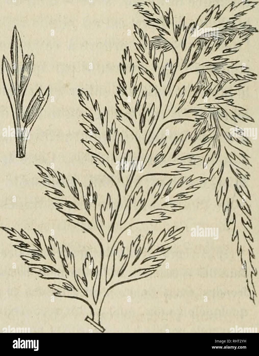 . Belgique horticole. Plants. Fig. ii. Pycnopteris Sirholdi. Fie. -!. Davalli.i dissecta. Please note that these images are extracted from scanned page images that may have been digitally enhanced for readability - coloration and appearance of these illustrations may not perfectly resemble the original work.. Lige Stock Photo