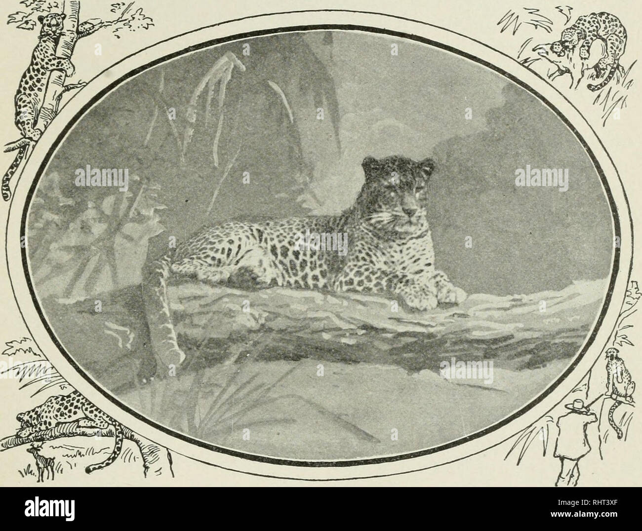 Big Game Hunting In Africa And Other Lands The Appearance - 