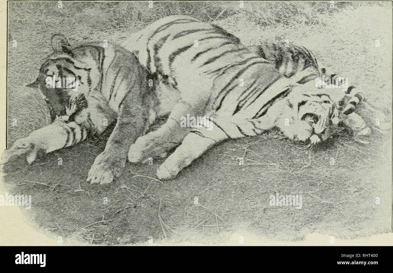 . Big game hunting in Africa and other lands; the appearance, habits, traits of character and every detail of wild animal life ... Hunting -- Africa; Animal behavior. THE STORY OF THE TIGER. 417 tricts. According to the Government returns, it appears that within a period oi six years no less than 4,218 natives fell victims to tigers, while in the Central Provinces alone 2-§5 were killed during the years 1898 and 1899. In regard to the ravages committed by individual man-eaters, one tiger in 1897, 1898, 1899, killed respectively twenty-seven, thirty-four and forty-seven people. I have known it  Stock Photo