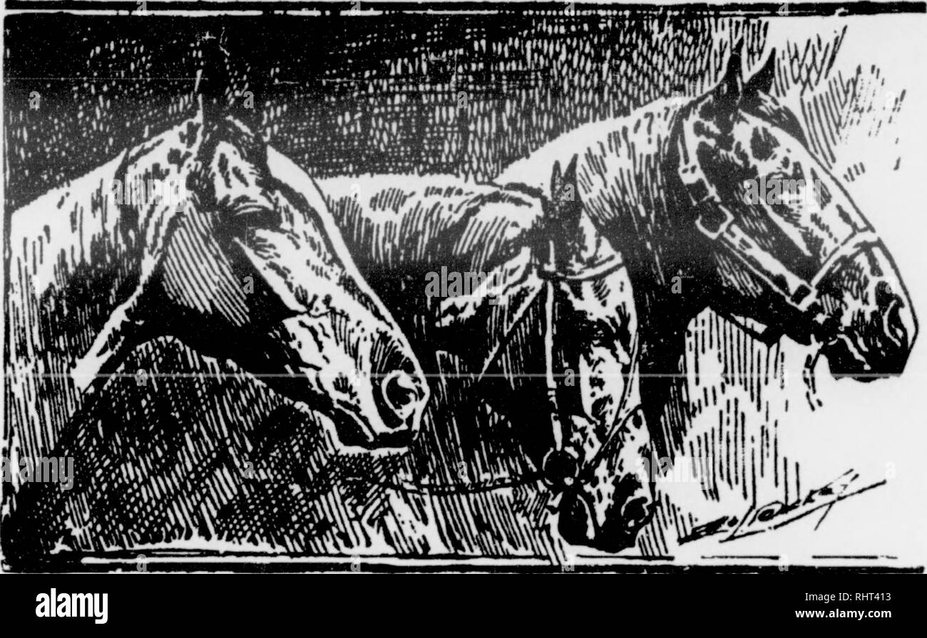 . Biggle horse book. Horses. soon works loose. When the shoe has been