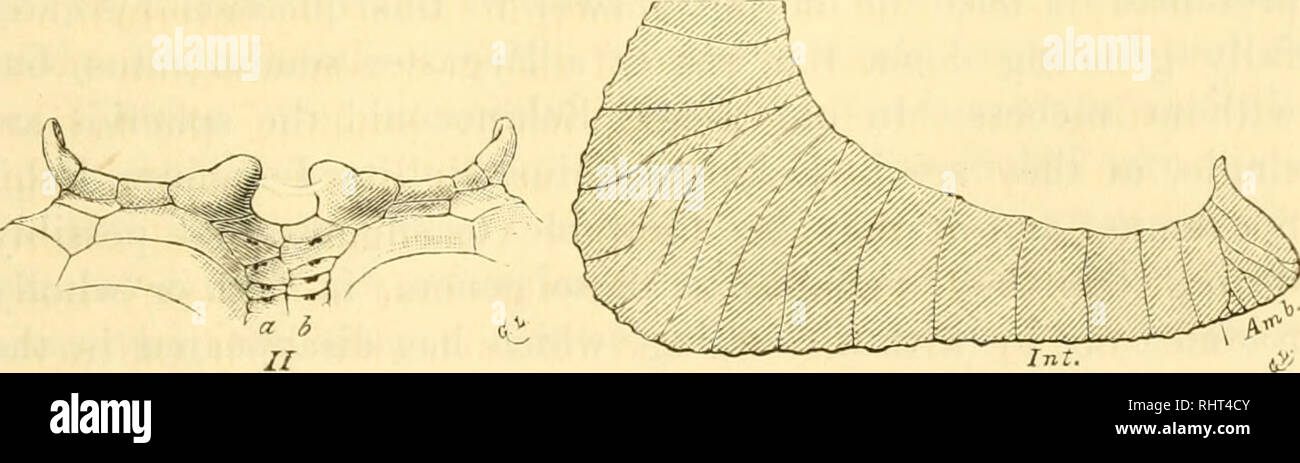 . Bihang till Kongl. Svenska vetenskaps-akademiens handlingar. Science; Botany. Fig. 1. The peristome from the inside.. Fig. 2. Four auricles, from the Fig. 3. Section made a little obliquely so aboral side, an ambulacral pair as to pass through one of the interradial in the middle. ridges, the lateral part of the peristomal ambulacrum. and the auricle.. Please note that these images are extracted from scanned page images that may have been digitally enhanced for readability - coloration and appearance of these illustrations may not perfectly resemble the original work.. Kungl. Svenska vetensk Stock Photo
