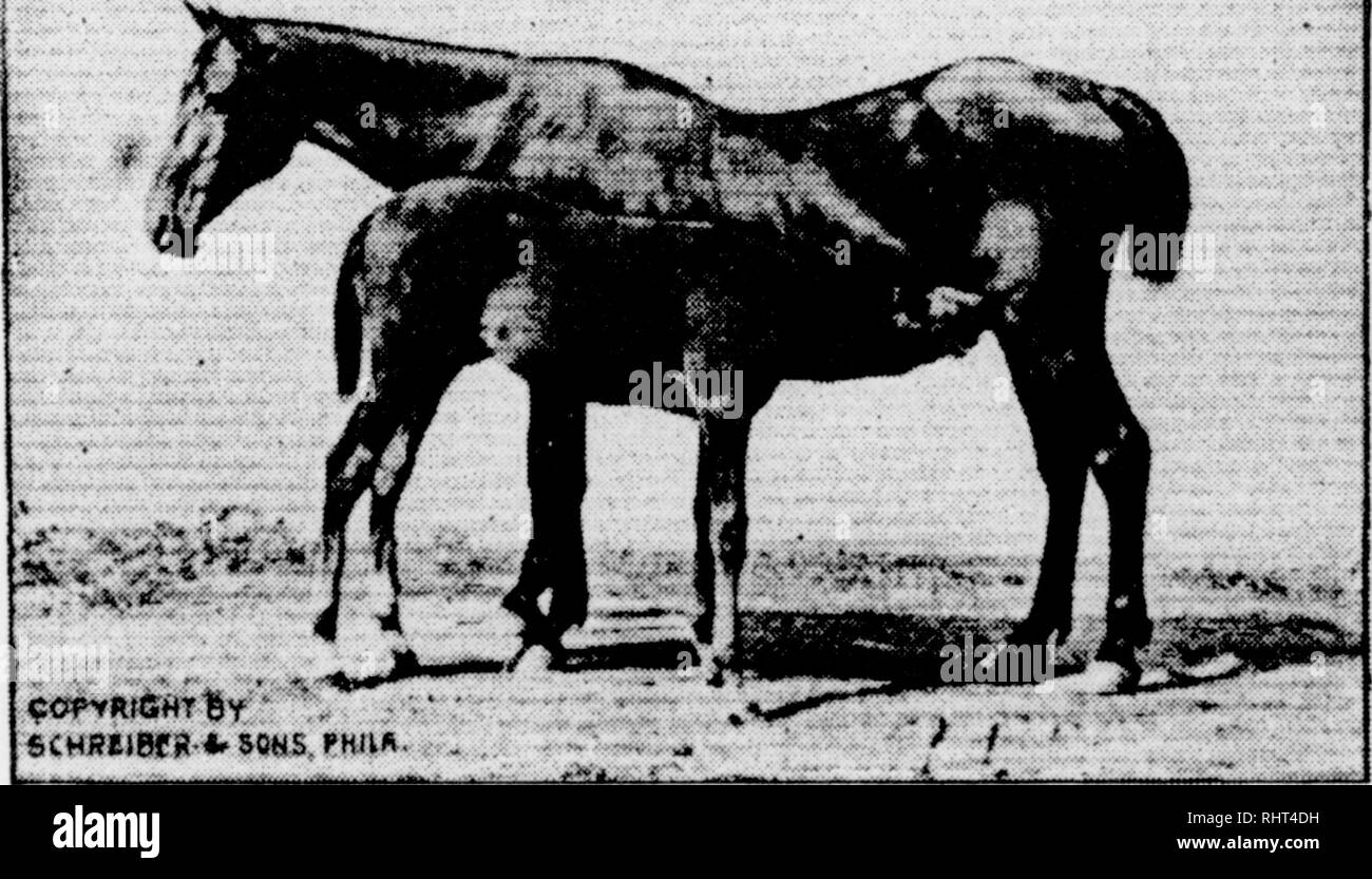 Biggle Horse Book Horses Trotters Make A Ntat 1 A A A A I Famous In Ijieir Day L We Should Rear Our Own Teams And Then We Can Know Of What They Are Made