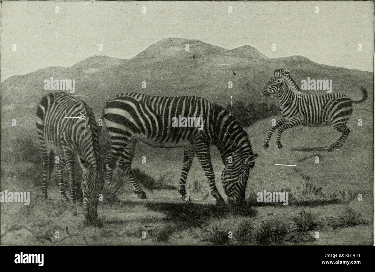 Big game hunting in Africa and other lands; the appearance, habits, traits of character and every detail of wild animal life ... Hunting -- Africa; Animal behavior. 354 THE STORY OF Big game hunting in Africa and other lands; the appearance, habits, traits of character and every detail of wild animal life ... Hunting -- Africa; Animal behavior. 354 THE STORY OF