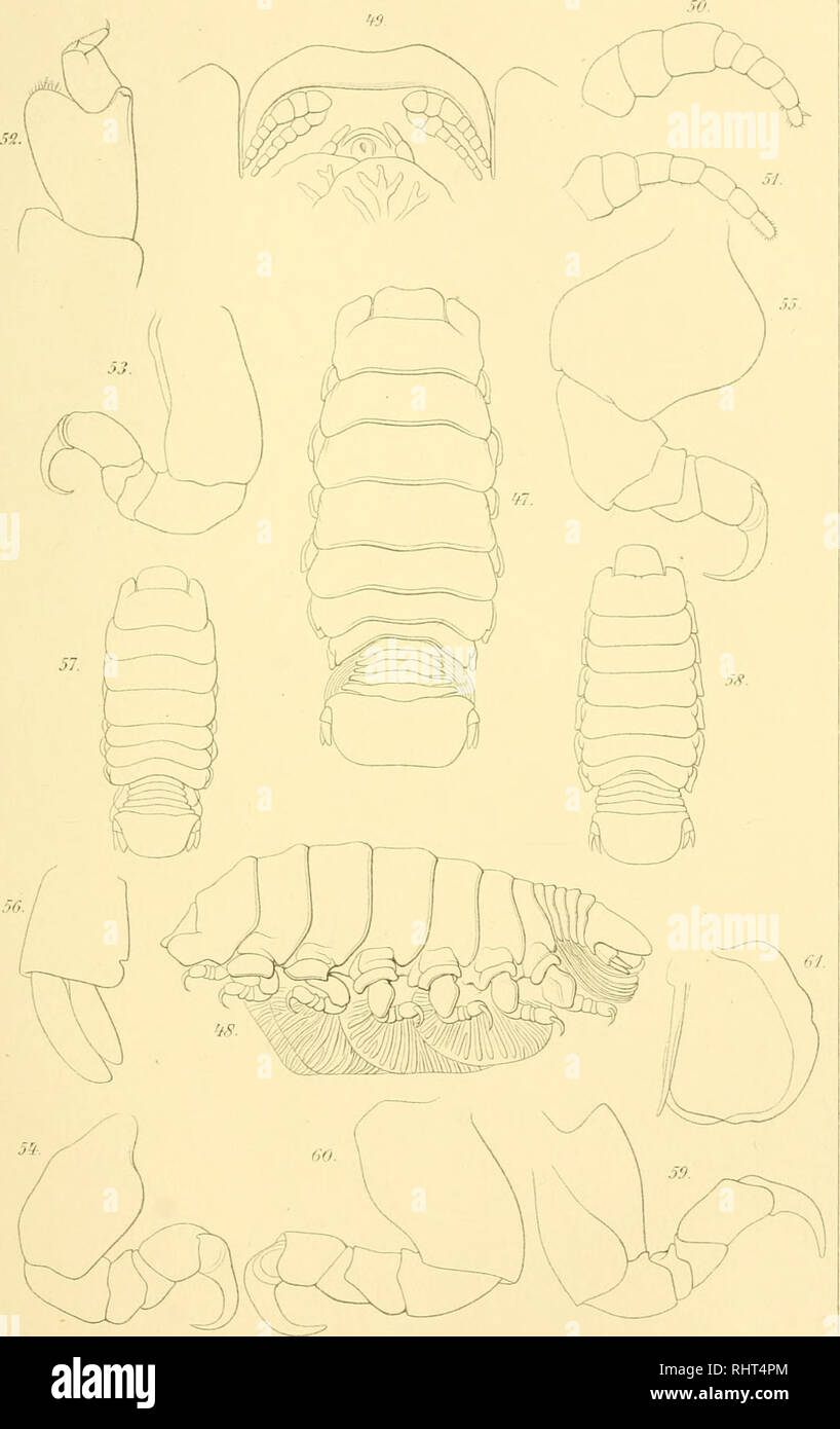 . Bihang till Kongl. Svenska vetenskaps-akademiens handlingar. Science; Botany.  Dir.aii^ tiQKJetlkaiBaiica.M.10.15 H.. lith.W. ScHacMer, StocHidJm. j],'TrL0ii'LOa elegans.n. sp. 4. rig.Sl. C.elegans. Ti.sp.&lt;/'. Ti^. 58-61. C. ca3'aibica.Ti.sp. c?.. Please note that these images are extracted from scanned page images that may have been digitally enhanced for readability - coloration and appearance of these illustrations may not perfectly resemble the original work.. Kungl. Svenska vetenskapsakademien. Stockholm : K. Svenska vetenskaps-akademien Stock Photo