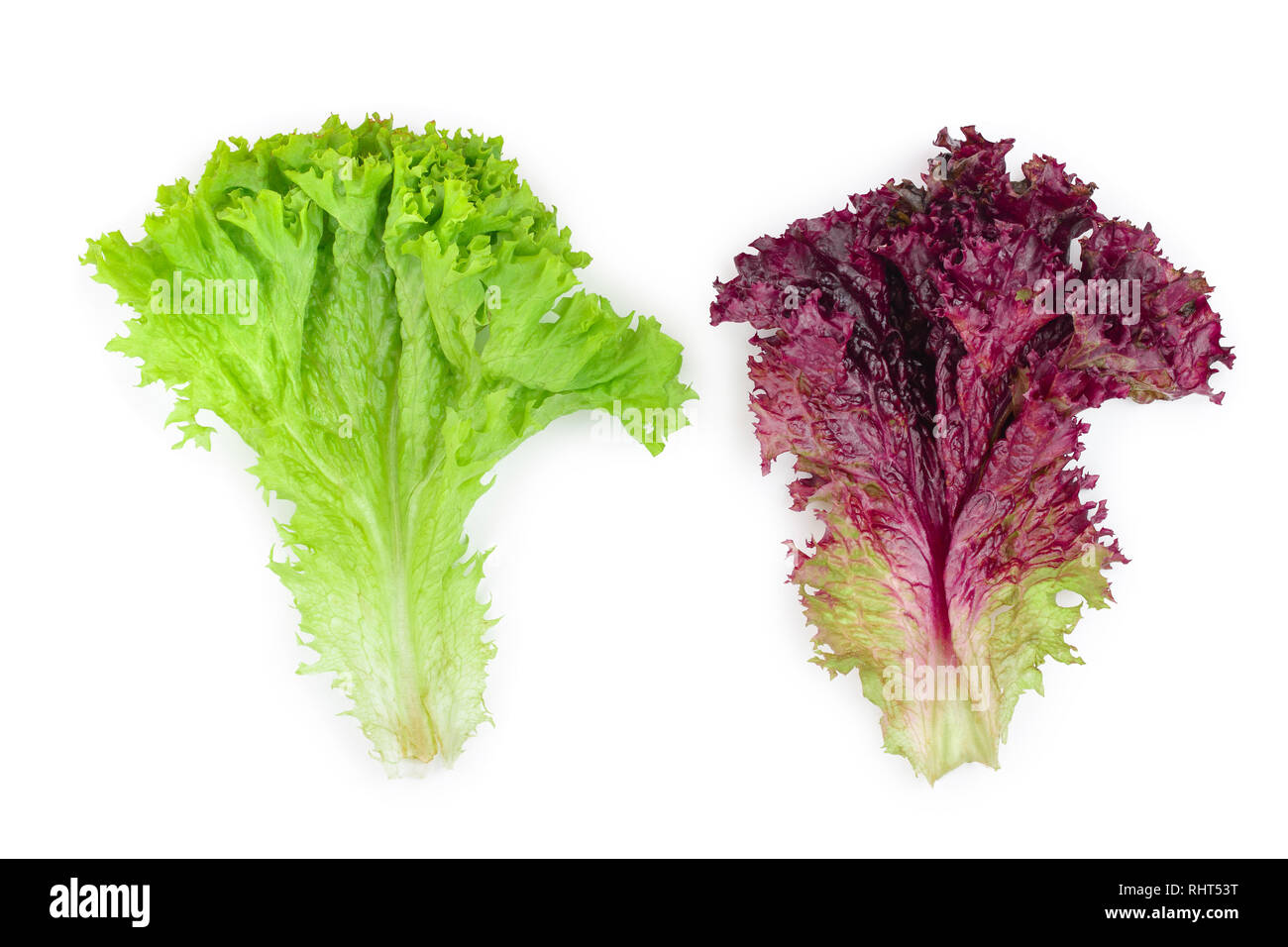 Green coral lettuce hires stock photography and images Alamy