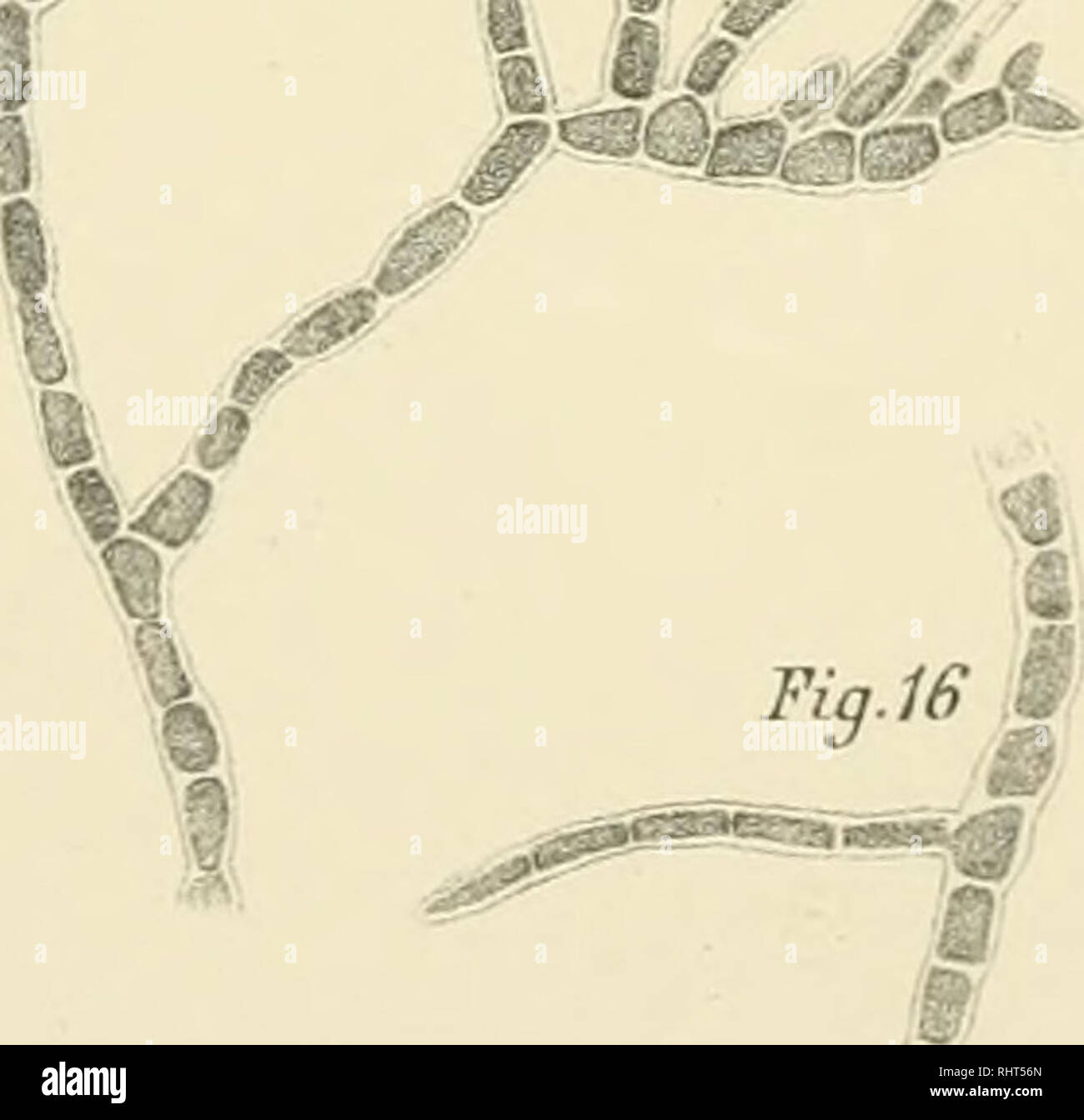 Bihang Till Kongl Svenska Vetenskaps Akademiens Handlingar Science Botany Kjeliman Del Iia A P Igi Gt Central Tryckeriei Utockaoim L Y Codiolum Nordenskiceldianum 10 I4 Lilomrix Oiscuera 15 16 Chsetophora Maritima Please Note That