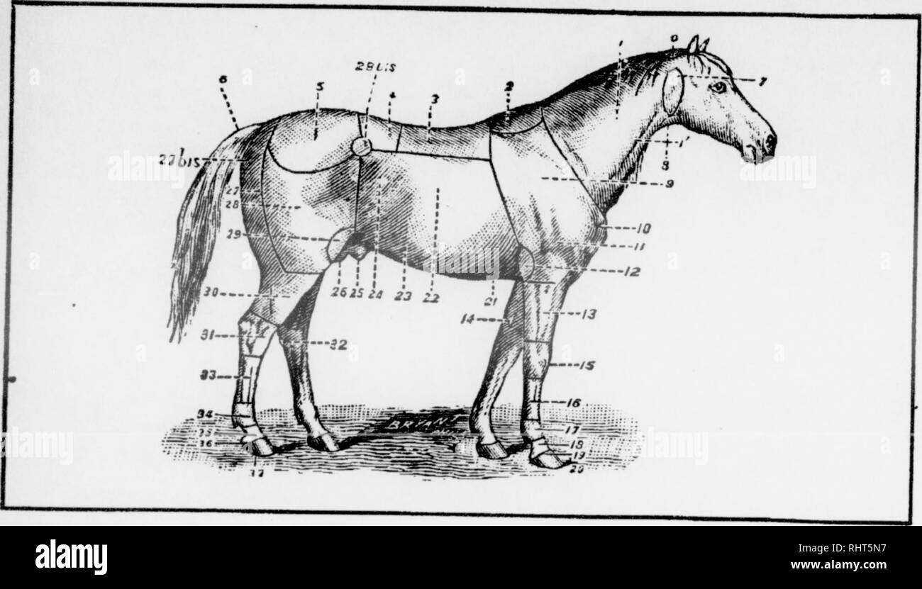 . Biggle horse book. Horses. REFERENCE CHART. 0. Poll or nape of the neck. 20. Foot. 1. Neck. ^^' Jugular gutter. 2. Withers. 3. Back. 4. Loins. 5. Croup. 6. Tail. 7. Parotid region. 8. Throat. 9. Shoulder. 10. Point of the shoulder. 11. Arm. 12. Elbow. 13. Forearm. 14. Chestnut. 15. Knee. 16. Canon. 17. Fetlock. 18. Pastern. 19. Coronet. 21. Xiphoid region. 22. Ribs. 2^. Abdomen. 24. Flank. 25. Sheath. 26. Testicles. 2'j. Buttock. 27 fits. Angle of buttock. 28. Thigh. 28 fits. Haunch. 29. Stifle. 30. Feg. 31. Hock. 32. Chestnut. S3. Canon. 34. Fetlock. 35. Pastern. 36. Coronet. 37^ Foot. HORS Stock Photo