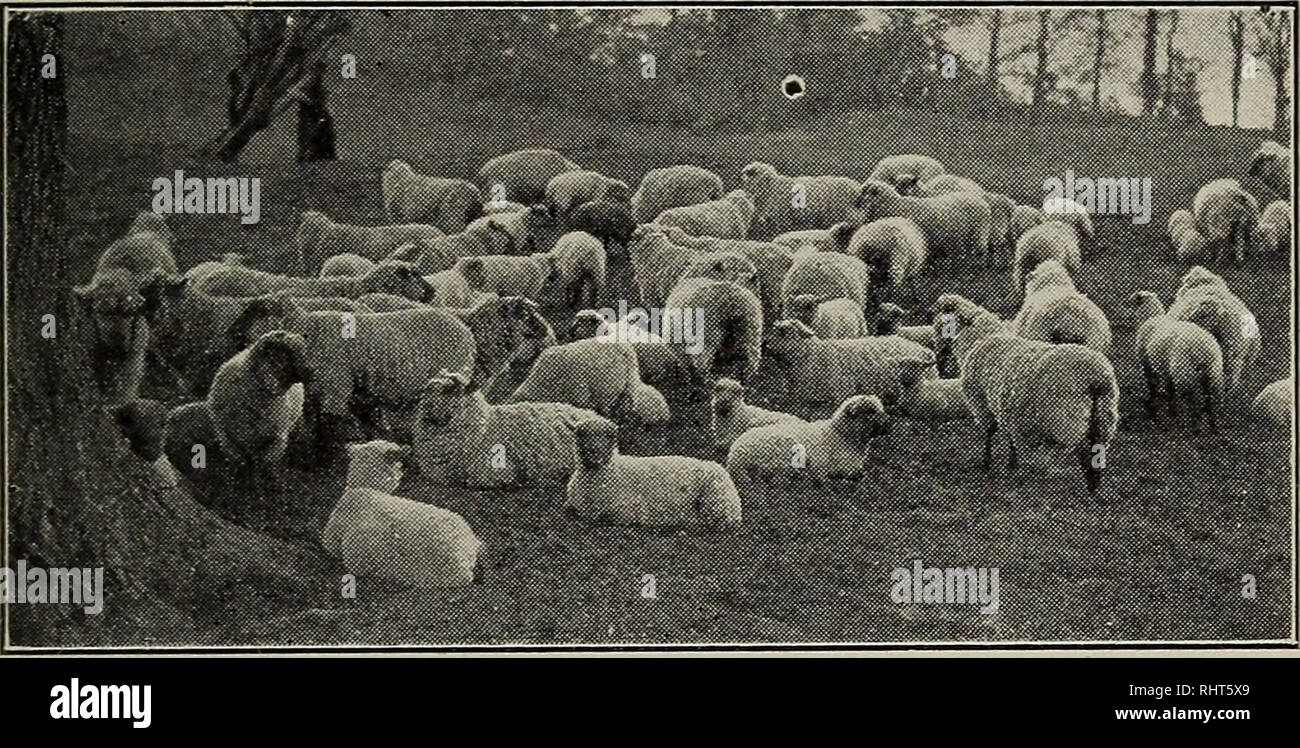 . Biggle sheep book. Sheep. BREEDS. 21 16 pounds ; ewes weigh 180 to 275 pounds, and shear 10 to 12 pounds. Wool grades medium. Excellence : weight of the Longwool, quality of the Down. They are the largest of the Down breeds, and have the heaviest and coarsest fleece. They are best. A NICK FLOCK OF OXFORD-DOWNS. adapted to intensive farming,, and will thrive on abundant pasture, which inclines to grow somewhat coarse and rank. Shropshire-Down.—(See Plate VII.) Indige- nous to Shropshire county, England, known in the thirteenth century. First importation to the United States was in 1844. Matur Stock Photo