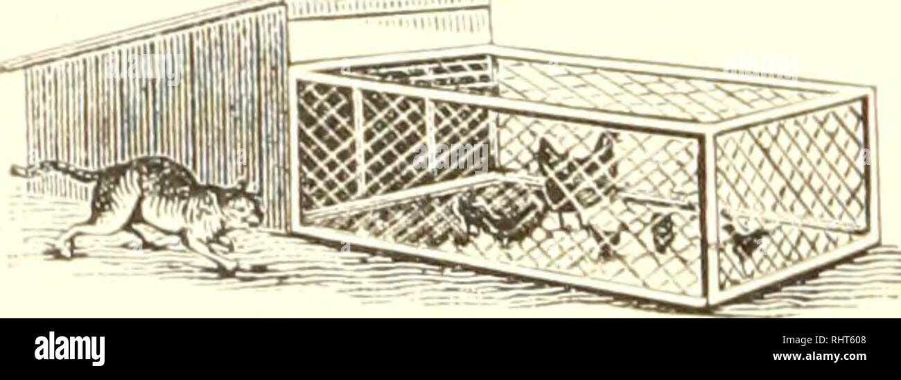 . Biggle poultry book;. Poultry. yS BiGGLic pori/rRv r.ooK. adapted to accoinniodatc a flock of these little beauties. The netting door is divided so that the top of it may be opened 1)}- the attendant and feed and water put in the run, without entering or letting the chicks out. The whole structure should l)e made of light material and of a size to render it easily mov- able l)y two persons of ordinary strength. As the purpose of keeping poultry by the average villager is to supply his own table with eggs and poultry' but few chicks should be hatched. These should be kept separated as much as Stock Photo