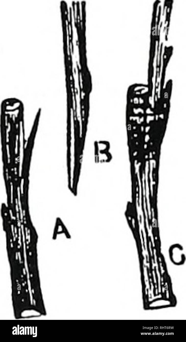 . Biggle orchard book [microform] : fruit and orchard gleanings from ...